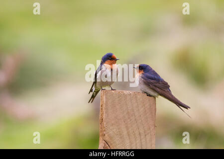 Une paire d'hirondelle rustique (Hirundo neoxena welcome) perché sur un post en bois Banque D'Images