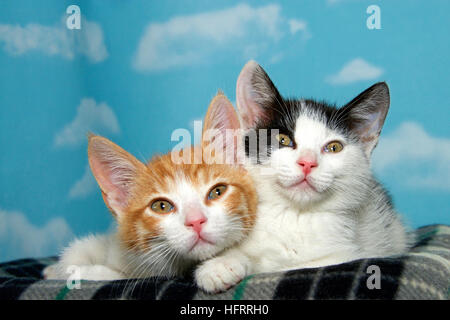 Deux semaines 8 chatons sur une couverture à carreaux fond bleu avec des nuages blancs. Orange et blanc tabby brun aux cheveux courts noir et blanc tabb Banque D'Images