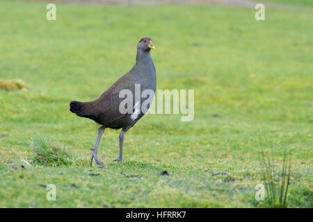 Nativehen tasmanien également connu sous le nom de native-Tasmanie tasmanie hen hen et indigènes (tribonyx mortierii) marcher sur l'herbe Banque D'Images