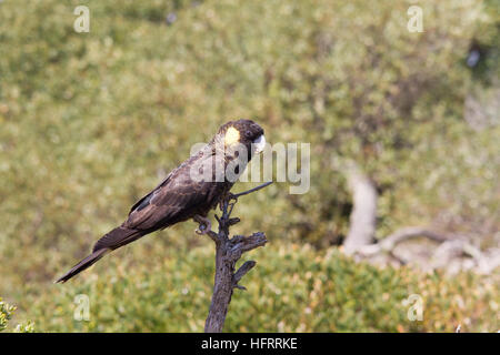 Cacatoès noir à queue jaune (Calyptorhynchus funereus) perché sur une branche Banque D'Images