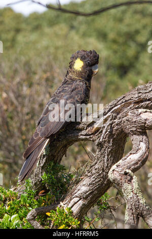 Cacatoès noir à queue jaune (calyptorhynchus funereus) perché sur une branche Banque D'Images