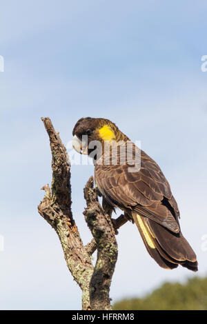 Cacatoès noir à queue jaune (calyptorhynchus funereus) perché sur une branche Banque D'Images