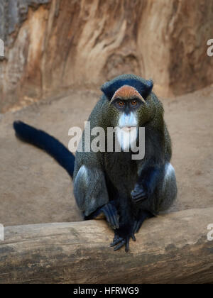 De Brazzas monkey assis sur un tronc d'arbre dans son habitat Banque D'Images
