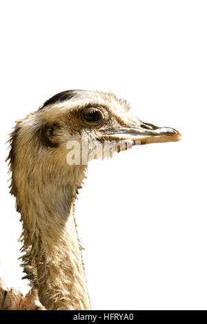 Nandou (Rhea americana). Banque D'Images