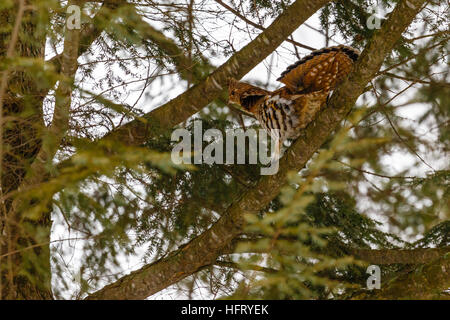 La gélinotte huppée (Bonasa umbellus) sur une branche de pin avec la queue en éventail. Banque D'Images