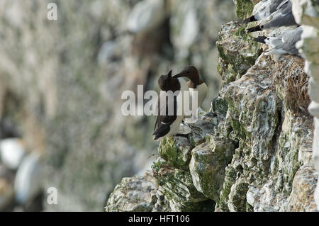 Paire d'Guillemots-Uria aalge afficher la pariade. R.S.P.B Bempton Cliffs, East Yorkshire, England, UK, FR Banque D'Images