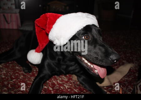 Santa Paws arrive en ville // labrador noir profitant de son premier Noël Banque D'Images