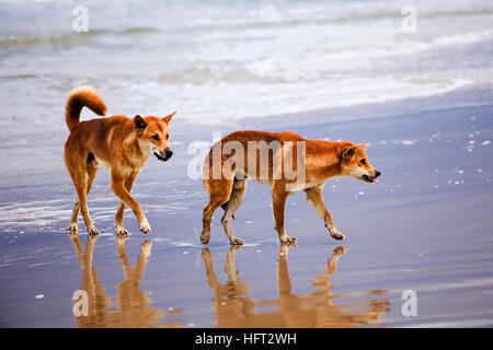 Une paire de dingos sauvages en voie de disparition sur la plage de sable de Fraser Island, Queensland, Australie. Banque D'Images