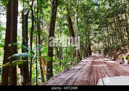 Fraser Island Australie rainforest route de sable de se déplacer à la vitesse du véhicule lors de grands arbres autour de la gomme dense de sentiers. Banque D'Images