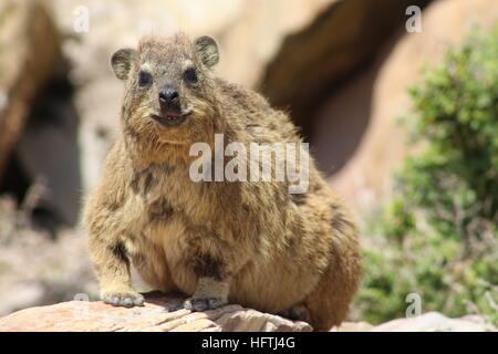 Hyrax à Mossel Bay, Afrique du Sud. En Afrique du Sud, connu spécifiquement sous le nom de Dassie. Également appelé lapin de roche. Banque D'Images