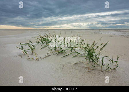 Plage sur l'île de la mer du Nord, l'Allemagne Amrum Banque D'Images