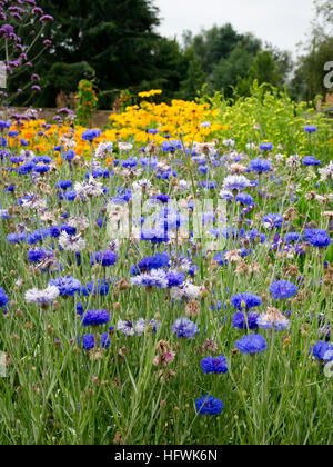 Fleurs sauvages dans une prairie en été Banque D'Images