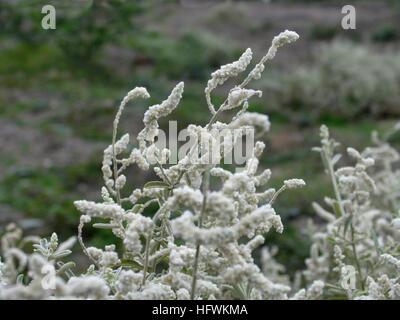 Artemisia stelleriana Besser - Fleurs sauvages dans les terres agricoles Banque D'Images