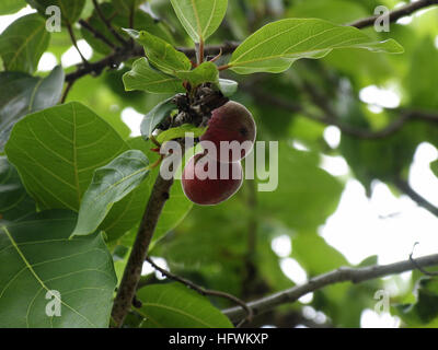 Les fruits. Ficus racemosa. Famille : Moraceae. Figuier sauvage Banque D'Images