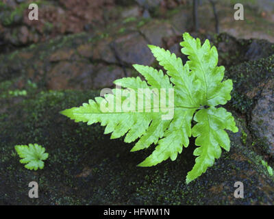 Osmunda cinnamomea - fern Banque D'Images