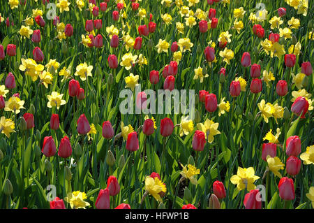 Combinaison de Narcissus 'Dnéerlandais Master' et Tulipa Banque D'Images