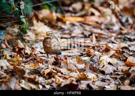 Eurasienne femelle merle (Turdus merula) avec un bec ouvert de nourriture dans les feuilles mortes en hiver dans un jardin anglais Banque D'Images