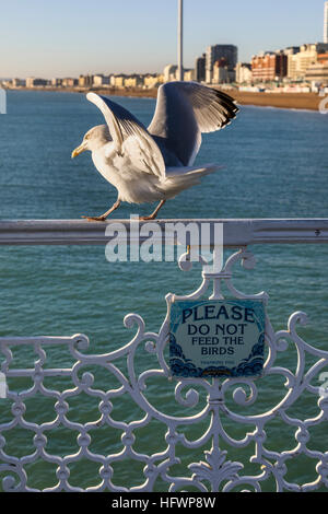 European Herring Gull (Larus argentatus) permanent au-dessus un écriteau "Prière de ne pas nourrir les oiseaux'' sur la jetée de Brighton, Brighton, UK Banque D'Images