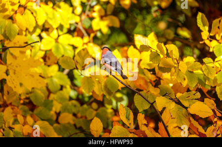 Canard colvert (Pyrrhula pyrrhula), un petit oiseau perché sur une branche d'un arbre dans un bois au sud-est de l'Angleterre à la fin de l'automne le jardin Banque D'Images