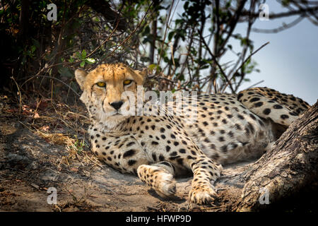 Le Guépard (Acinonyx jubatus) au repos, Sandibe Camp, à côté de la Moremi, Okavango Delta, Botswana, Afrique du Sud Banque D'Images