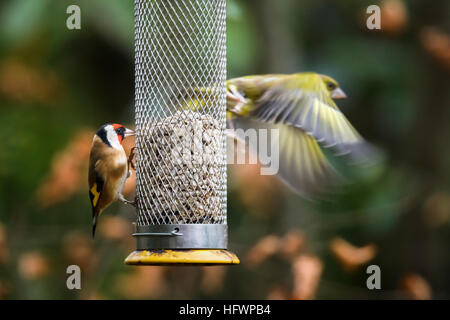 Chardonneret élégant (Carduelis carduelis) observe un cygne tuberculé (Chloris chloris) vole d'une mangeoire dans un flou d'ailes Banque D'Images