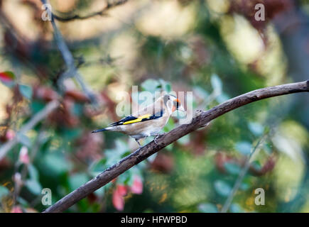 Colorful chardonneret élégant (Carduelis carduelis) perché sur une branche en hiver dans le sud-est de l'Angleterre Banque D'Images