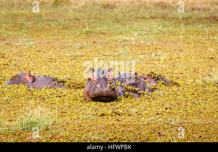 Hippopotame (Hippopotamus amphibius) tête émergeant de l'eau couvert de mauvaises herbes de l'étang, Moremi, Okavango Delta, Kalahari, Botswana, Africa Banque D'Images