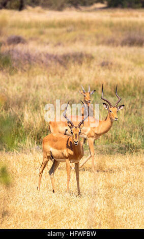 L'Impala (Aepyceros melampus mâle), Sandibe Camp, à côté de la Moremi, Okavango Delta, Kalahari, Botswana, Afrique du Sud Banque D'Images