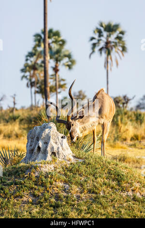 Grand koudou mâle, Tragelaphus strepsiceros, debout sur une termitière, Nxabega Okavango Delta, concession, Kalahari, le nord du Botswana, Afrique australe Banque D'Images