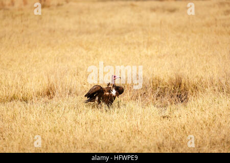 Hooded vulture (Necrosyrtes monachus), Sandibe Camp, à côté de la Moremi, Okavango Delta, Kalahari, Botswana, Afrique du Sud Banque D'Images