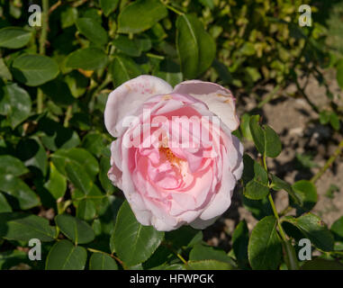 Rosa Petit Trianon (aka Meigideon) Banque D'Images