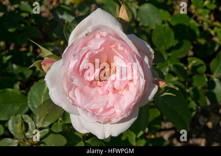 Rosa Petit Trianon (aka Meigideon) Banque D'Images