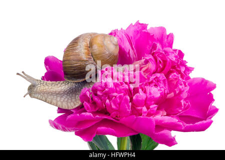 Le gros escargot de raisin se meut sur une pivoine. Juin rose fleur humide de la pluie. Studio shot isolé Banque D'Images