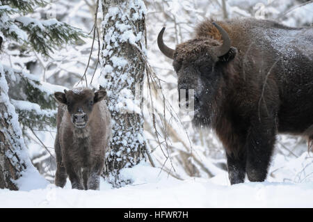 Bébé et adultes bisons d'Europe (bison, Bison bonasus) dans la forêt d'hiver. Parc national de la région de Kalouga, Ugra, la Russie. Décembre, 2016 Banque D'Images