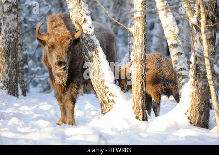 Bébé et adultes bisons d'Europe (bison, Bison bonasus) dans la forêt d'hiver. Parc national de la région de Kalouga, Ugra, la Russie. Décembre, 2016 Banque D'Images