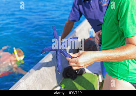 Personne qui détient une étoile de mer bleue, Drawaqa Island, Yasawa island group, Fiji, îles du Pacifique Sud, du Pacifique Banque D'Images