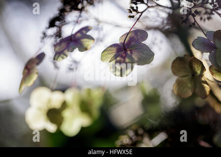 L'Hydrangea aspera subsp. sargentiana Banque D'Images