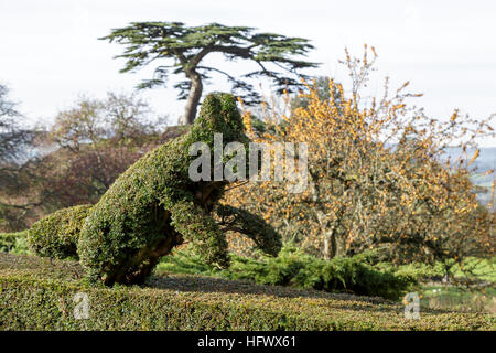 L'exécution de fox topiary en if hedge Banque D'Images