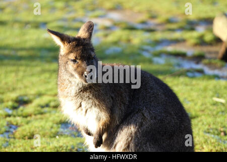 Le wallaby à Yorkshire Wildlife park prises 29/12/16 Banque D'Images