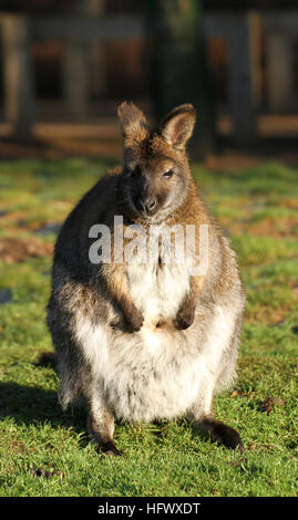 Le wallaby à Yorkshire Wildlife Park prises 29/12/16 Banque D'Images