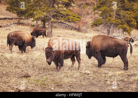 Tons rétro American bison (Bison bison) le pâturage dans le Parc National de Yellowstone, Wyoming, USA. Banque D'Images