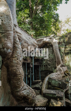 Trésors de l'ancienne Angkor dans les ruines du temple Ta Prohm Banque D'Images