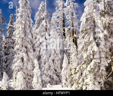 Tempête de neige la nuit crée une féerie d'hiver entre le sud de l'Oregon's Rogue River National Forest near Mt Ashland. Banque D'Images