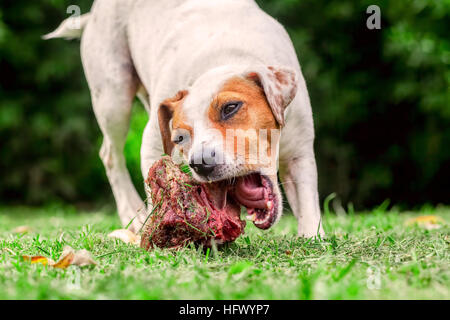 Jack Russell Terrier jeune chien allongé sur une pelouse verte heureusement un grand os à mâcher brute tient entre ses pattes avant Banque D'Images