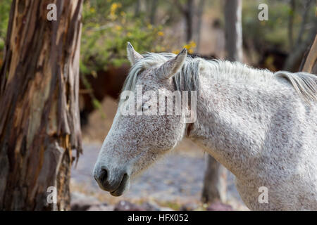 Mustangs sauvages et domestiqués du Mexique. Banque D'Images