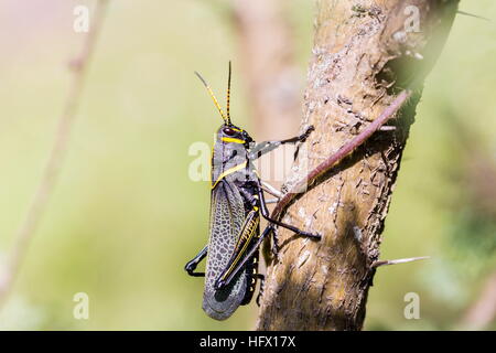 Le cheval de l'ouest lubber grasshopper est un nombre relativement important d'espèces de sauterelles sauterelle la famille trouve Banque D'Images