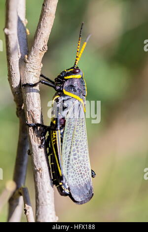 Le cheval de l'ouest lubber grasshopper est un nombre relativement important d'espèces de sauterelles sauterelle la famille trouve Banque D'Images