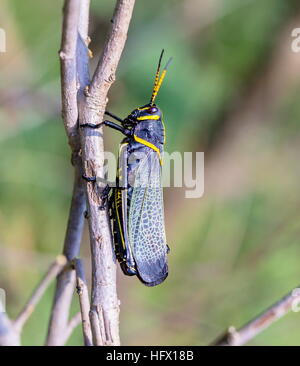 Le cheval de l'ouest lubber grasshopper est un nombre relativement important d'espèces de sauterelles sauterelle la famille trouve Banque D'Images