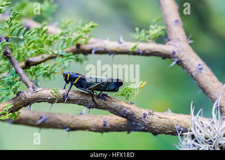 Le cheval de l'ouest lubber grasshopper est un nombre relativement important d'espèces de sauterelles sauterelle la famille trouve Banque D'Images
