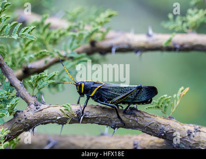 Le cheval de l'ouest lubber grasshopper est un nombre relativement important d'espèces de sauterelles sauterelle la famille trouve Banque D'Images